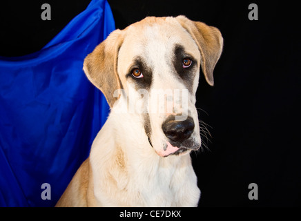 Portrait d'un chiot Berger d'Anatolie devant un fond noir avec tissu bleu pendaison Banque D'Images