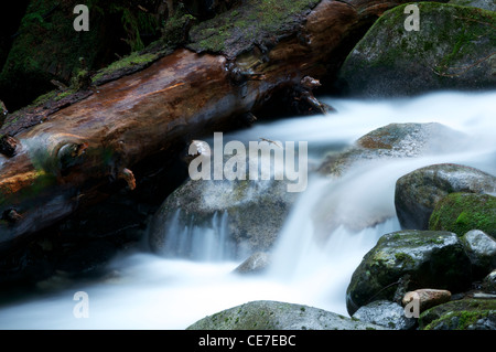 Les cascades s'écoulent sur les rochers de la rivière, l'eau douce du ruisseau de la montagne en cas d'exposition prolongée donne une sensation douce et méditative Banque D'Images