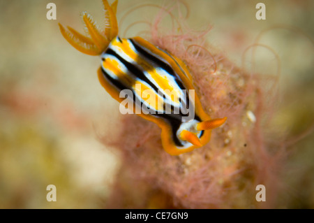 Un nudibranche sur le dessus d'une éponge filamenteux Horse Shoe Bay Rinca Island le Parc National de Komodo en Indonésie Banque D'Images