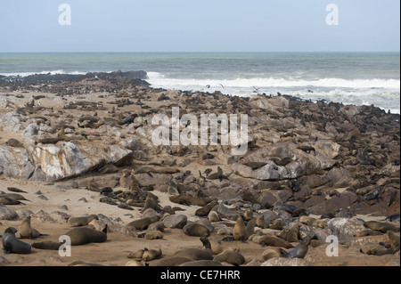 Colonie de phoques à fourrure du Cap à Cape Cross, la Namibie. Banque D'Images