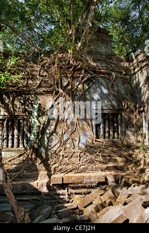 Banians sur le mur et fenêtre à Beng Mealea temple, Cambodge Banque D'Images