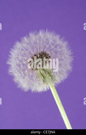 Réveil de pissenlit, Taraxacum officinale, blanc, violet. Banque D'Images