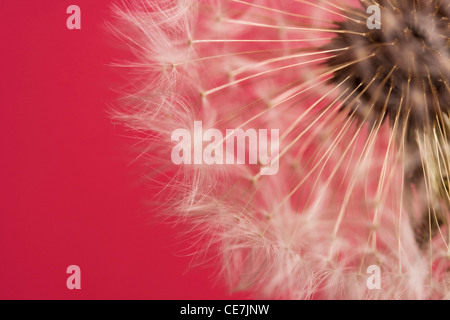 Réveil de pissenlit, Taraxacum officinale, Blanc, Rouge. Banque D'Images