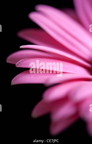 Barberton, Gerbera, Gerbera jamesonii marguerite cultivar, Rose, Noir. Banque D'Images