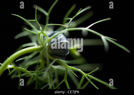 Love-dans-un-mist, Nigella damascena, Bleu, Noir. Banque D'Images