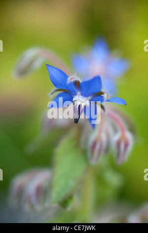 La bourrache, Borago officinalis, Bleu. Banque D'Images