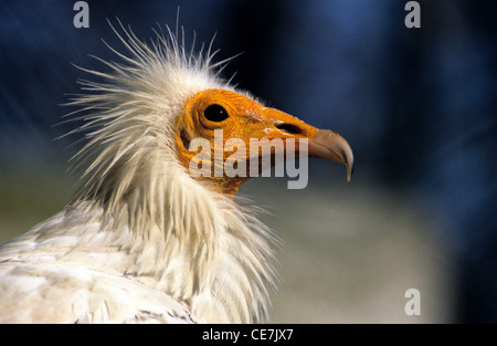Portrait de la Vulture égyptienne (Neophron percnopterus) Portrait Banque D'Images