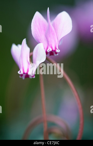 Hederifolium cyclamen, fleur rose Banque D'Images