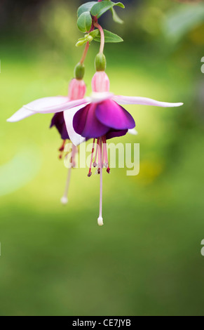 Fuchsia fuchsia, 'La Campanella', violet, vert. Banque D'Images