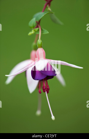 Fuchsia fuchsia, 'La Campanella', violet, vert. Banque D'Images