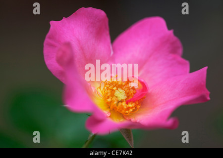 Rose, rose sauvage, Dog rose, Rosa 'Summer breeze', rose. Banque D'Images