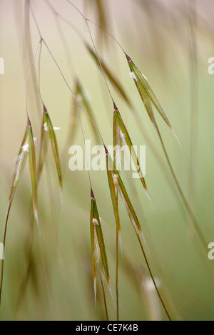 L'avoine d'or, Stipa gigantea, vert. Banque D'Images