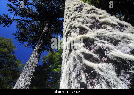 Le lichen bearding le tronc des arbres monkey puzzle (Araucaria) dans la région de Parque Nacional Volcán Lanin, Argentine Banque D'Images