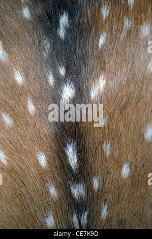 La peau de cerf en décoration maison Mapuche, parc national Lanin, Argentine Banque D'Images