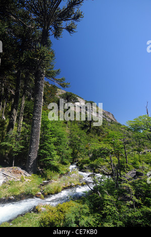 Parque Nacional Volcán Lanin, Neuquen, Argentine Banque D'Images