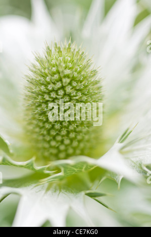 Holly Mer, Miss Wilmott's Ghost, Eryngium giganteum, blanc. Banque D'Images