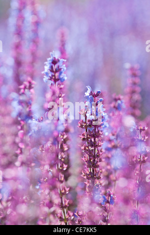 La sauge, Salvia nemorosa 'Ostfriesland', mauve. Banque D'Images