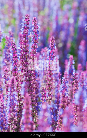 La sauge, Salvia nemorosa 'Ostfriesland', fleurs pourpre massés. Banque D'Images