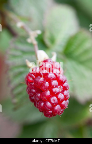 Seul fruit rouge mûr de l'hybride berry Rubus 'croissant' Tummelberry sur la plante. Banque D'Images