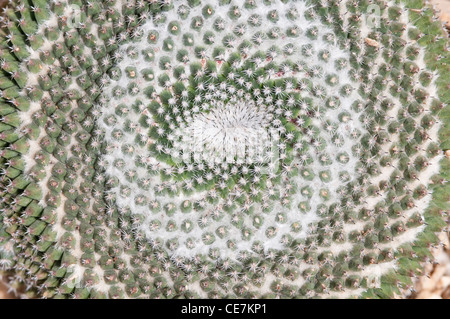 Close-up Vue de dessus de spirale de vieille dame pincushion cactus, Mammillaria hahniana. Banque D'Images