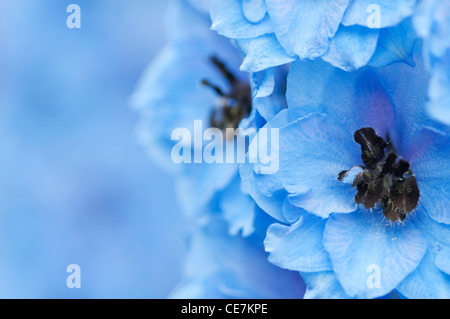 Close-up of blue fleurs de Delphinium 'Carol' Fishenden Banque D'Images