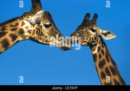 Portrait de girafes (Giraffa camelopardalis) paire ou couple en Amour, toucher, s'embrasser ou montrer de l'affection Banque D'Images