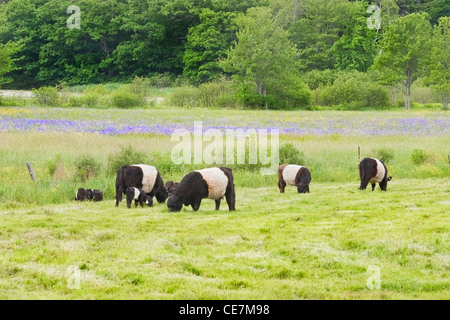 Petit troupeau de vaches qui paissent à ceinture à Rockport dans le Maine. Banque D'Images