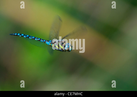 Hawker Migrants (Aeshna mixta) Banque D'Images