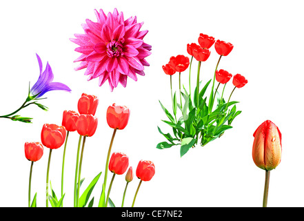 Tulip, dahlia, campanula sur fond blanc Banque D'Images