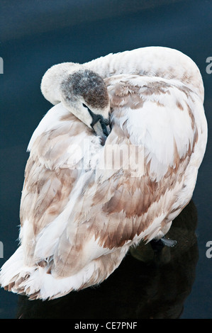 Jeune Cygne muet, cygnet, Cygnus olor se lissant ses plumes sur un lac Banque D'Images