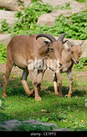 Mouflon - Mère et enfant Banque D'Images