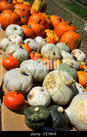 A citrouilles et courges d'hiver à partir d'un jardin communautaire. Banque D'Images