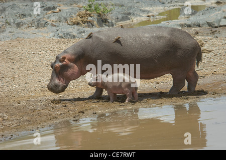 Sud Tanzanie Serengeti National Park-Hippo et bébé par river (Hippopotamus amphibius) Banque D'Images