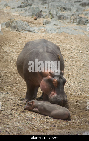 Sud Tanzanie Serengeti National Park-Hippo et bébé par river (Hippopotamus amphibius) Banque D'Images