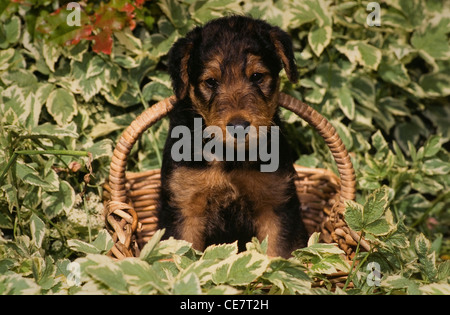 Airedale Terrier puppy dans panier Banque D'Images