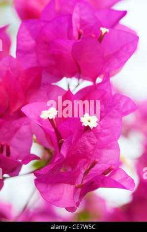 Bougainvillea spectabilis fleurs et bractées Banque D'Images