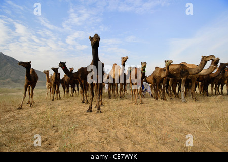 Un groupe de chameaux dans le désert de Pushkar Camel annuel juste au Rajasthan, en Inde. Banque D'Images