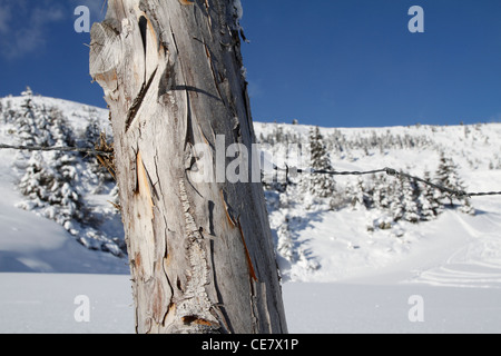 Tronc d'arbre avec du fil de fer barbelé Banque D'Images