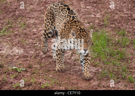 Jaguar Panthera onca sur le prowl Banque D'Images