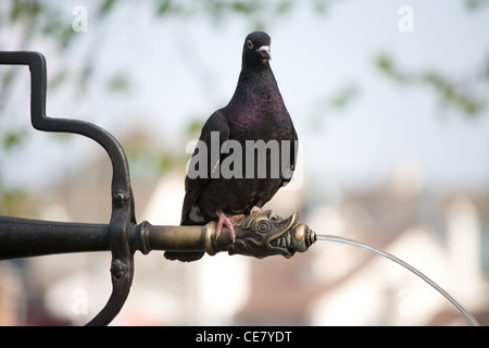 Pigeon assis sur une fontaine du robinet Banque D'Images