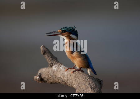 Martin-pêcheur huppé immature perché sur une branche. Alcedo cristata Banque D'Images