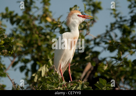 Les bovins mâles en plumage nuptial Egret Bubulcus ibis Banque D'Images