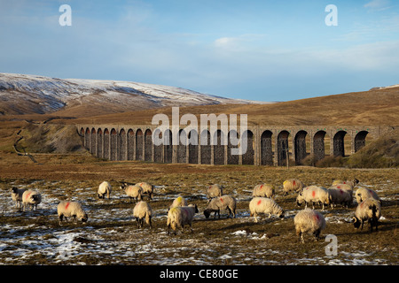 Troupeau Janvier à Ribblehead Mouton à la Ribblehead Viaduc, Inglebrough, North Yorkshire, UK Banque D'Images