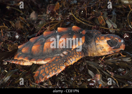 Dead tortue caouane Caretta caretta ,, rejetées sur la plage de Cornouailles. Banque D'Images