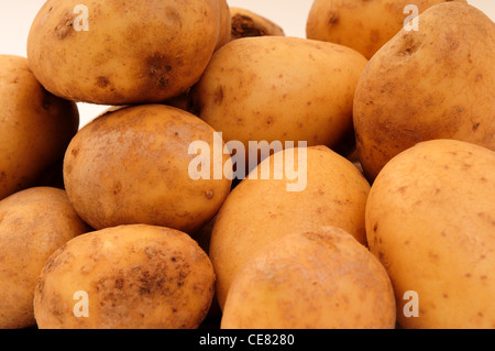 La Maris Piper Les pommes de terre. Banque D'Images