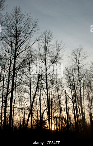 Arbres en hiver n la vallée de Skykomish, ouest de l'État de Washington qui ont mis leurs feuilles comme le froid. Banque D'Images