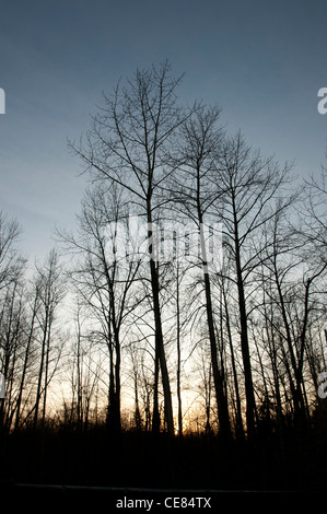 Arbres en hiver n la vallée de Skykomish, ouest de l'État de Washington qui ont mis leurs feuilles comme le froid. Banque D'Images