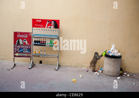 Raids un singe les bacs pour les boissons au scientifique, l'observatoire Jantar Mantar à Jaipur, au Rajasthan, en Inde. Banque D'Images