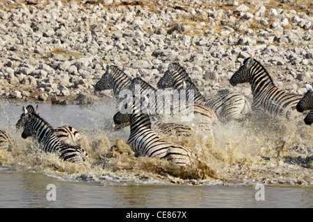 Les zèbres qui s'exécutant à partir de points d'eau, Etosha National Park, Namibie Banque D'Images