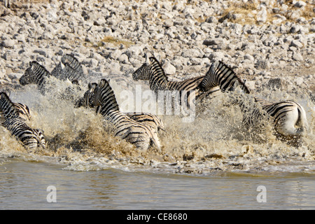 Les zèbres qui s'exécutant à partir de points d'eau, Etosha National Park, Namibie Banque D'Images